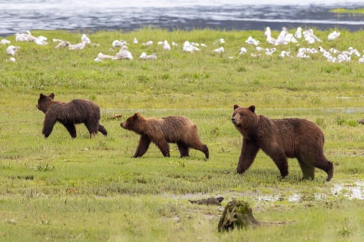 Pack Creek Brown Bear Viewing from Juneau — Admiralty Island Floatplane Safari