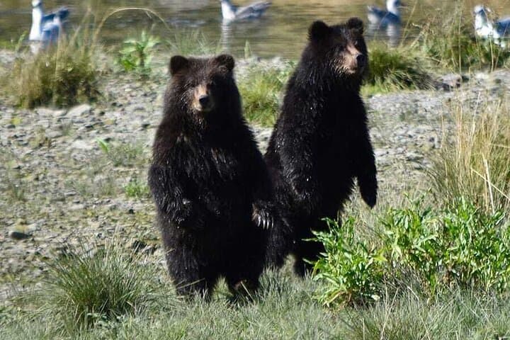 Pack Creek Brown Bear Viewing from Juneau — Admiralty Island Floatplane Safari photo 6