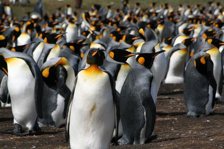 Volunteer Point King Penguin Safari: 4x4 to Falklands' Largest Colony photo 1