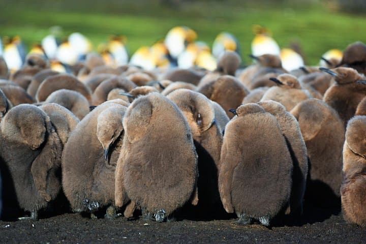 Volunteer Point King Penguin Safari: 4x4 to Falklands' Largest Colony photo 3