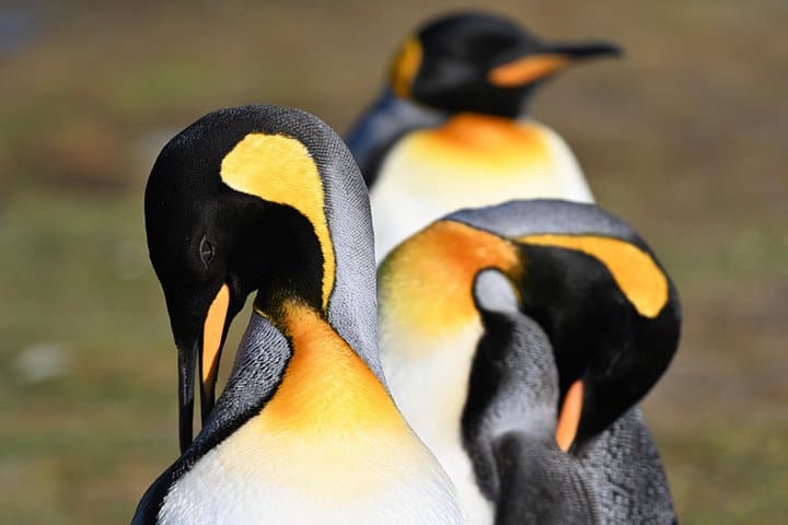 Volunteer Point King Penguin Safari: 4x4 to Falklands' Largest Colony photo 4