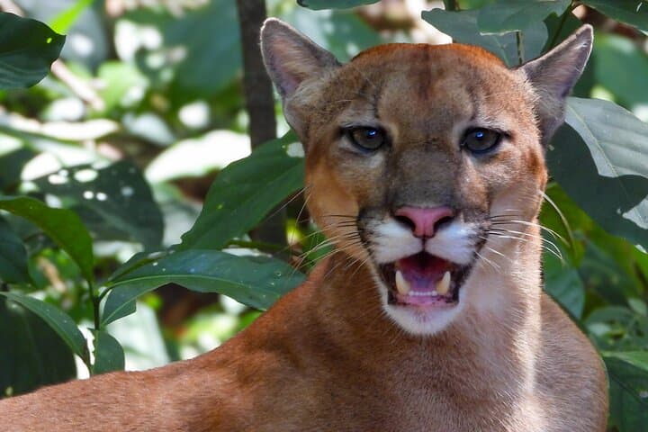 One-Day Corcovado National Park Wildlife Adventure from Sierpe