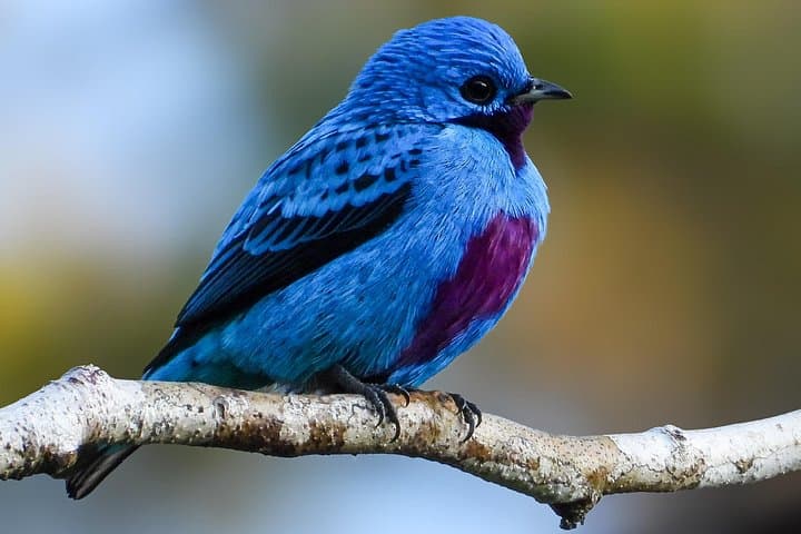 Esquipulas Birding and Photography Morning — Manuel Antonio Foothills photo 1