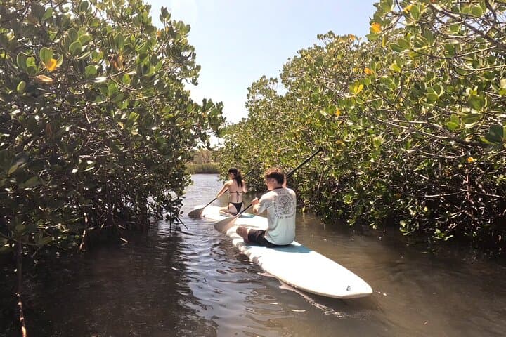 Paddle Noosa's Hidden Waterways: Mangrove Tunnels & Stingray Encounters photo 2