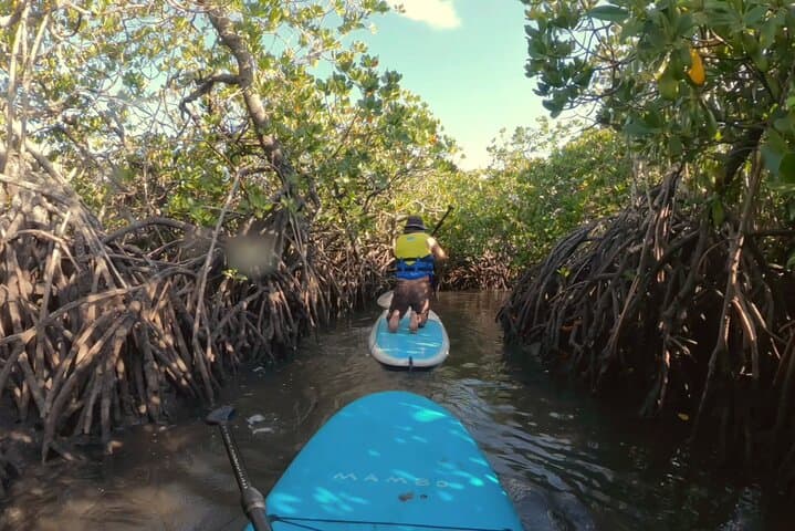 Paddle Noosa's Hidden Waterways: Mangrove Tunnels & Stingray Encounters photo 4