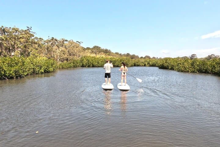 Paddle Noosa's Hidden Waterways: Mangrove Tunnels & Stingray Encounters photo 5