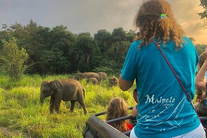 Hurulu Eco Park Jeep Safari: Elephants & Wildlife Near Habarana