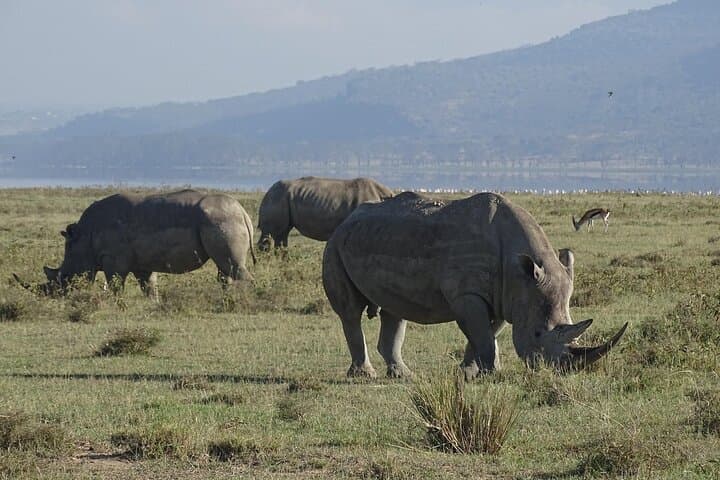 4-Day Masai Mara Guided Safari: Big Five, Mara River & Migration Highlights photo 6