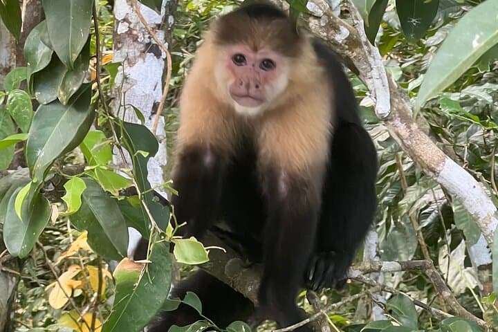 Monkey Island Rainforest Wildlife Tour from Panama City photo 6