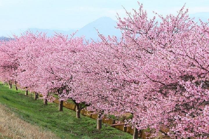 Kawazu-zakura Cherry Blossom Festival & Strawberry Picking Day Trip from Tokyo