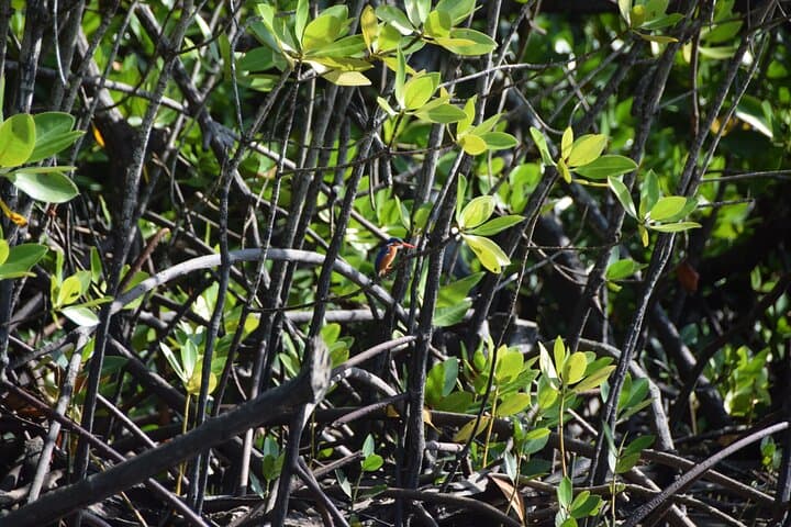 Funzi Island Day Tour: Mangroves, Birding & Sandbank Swim from Diani photo 4