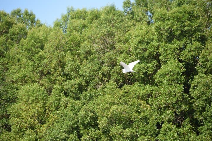 Funzi Island Day Tour: Mangroves, Birding & Sandbank Swim from Diani photo 5