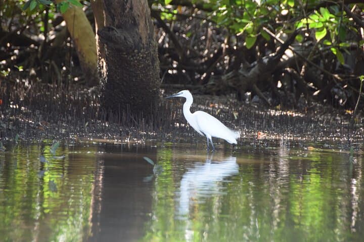 Funzi Island Day Tour: Mangroves, Birding & Sandbank Swim from Diani photo 6