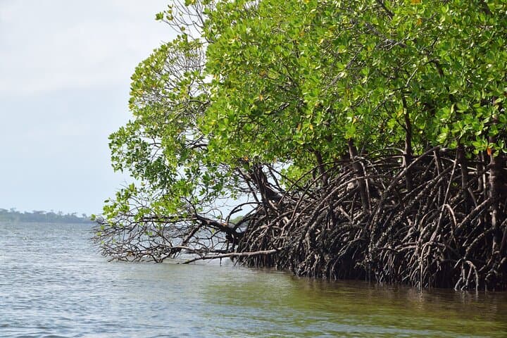 Funzi Island Day Tour: Mangroves, Birding & Sandbank Swim from Diani