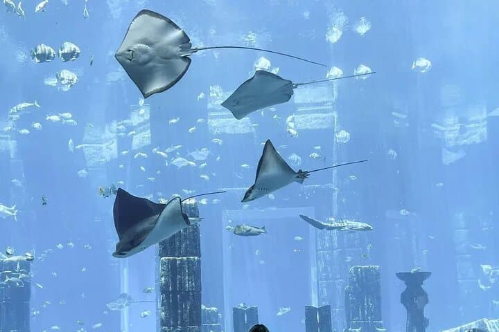 Explore Atlantis: Dubai Lost Chambers Aquarium Guide photo 6