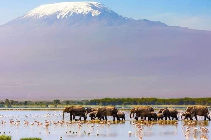 Amboseli Elephant Encounter: Day Safari from Nairobi with Kilimanjaro Views photo 1