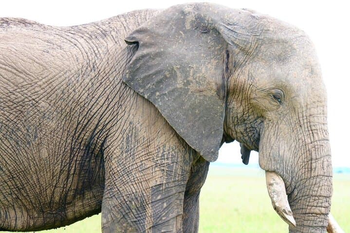 Amboseli Elephant Encounter: Day Safari from Nairobi with Kilimanjaro Views photo 2