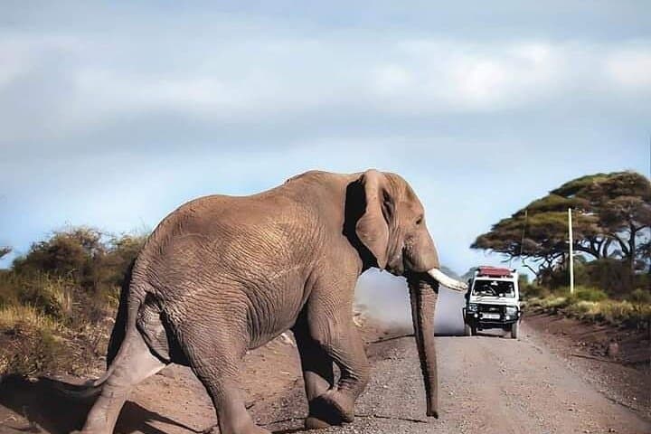 Amboseli Elephant Encounter: Day Safari from Nairobi with Kilimanjaro Views photo 4