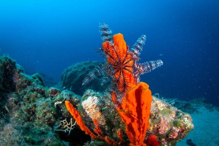 Discover Scuba Diving on Krk Island — Beginner Intro and 3-Day Course photo 6