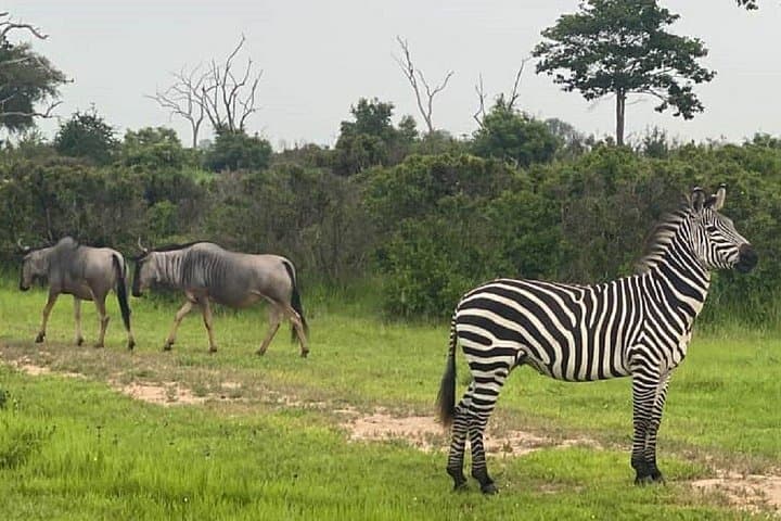 Electric Train Day Safari to Mikumi National Park from Dar es Salaam photo 3
