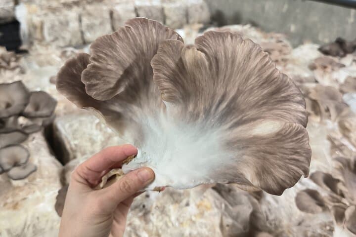 Underground Mushroom Farm Tour in Zurich: Touch, Taste, and Learn photo 5