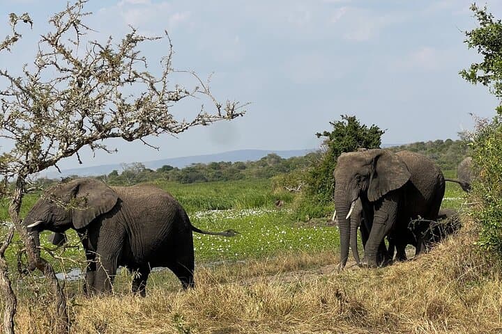 2-Day Akagera Wildlife Safari & Kigali City Tour — Boat Safari on Lake Ihema photo 3