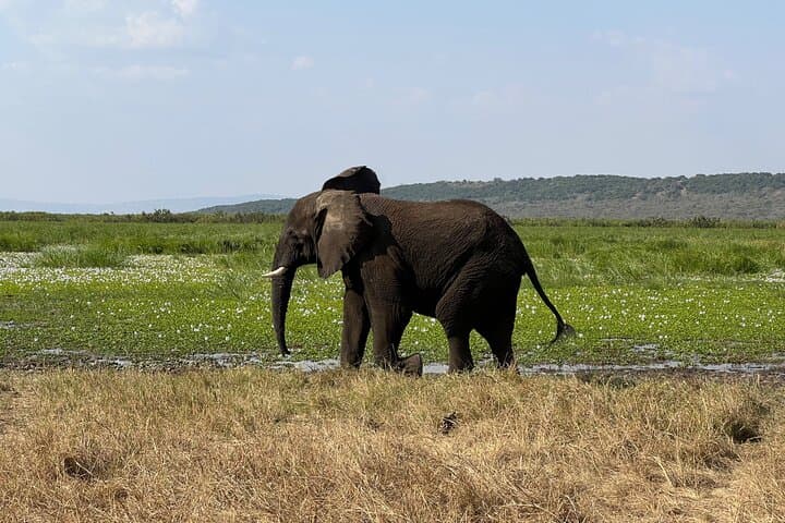 2-Day Akagera Wildlife Safari & Kigali City Tour — Boat Safari on Lake Ihema photo 5
