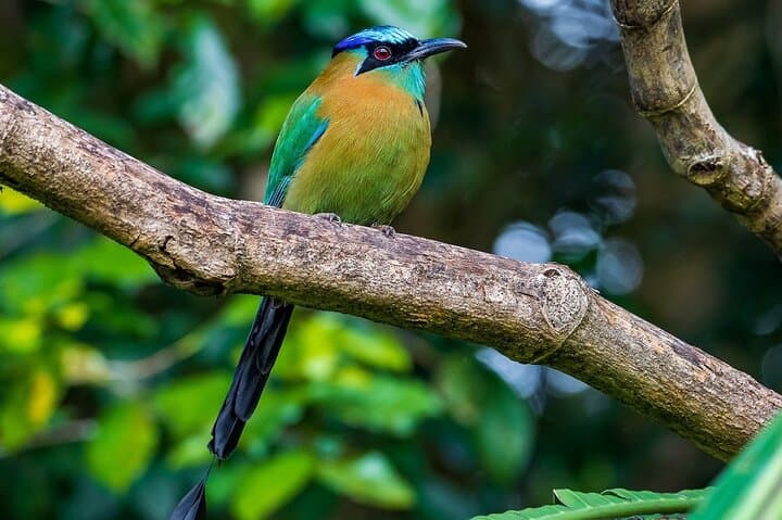 Curi Cancha Nature Experience: Guided Cloud-Forest Walk in Monteverde