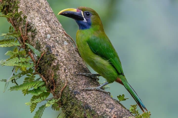 Curi Cancha Nature Experience: Guided Cloud-Forest Walk in Monteverde photo 3