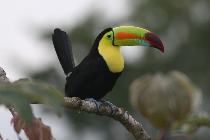 Curi Cancha Nature Experience: Guided Cloud-Forest Walk in Monteverde photo 5
