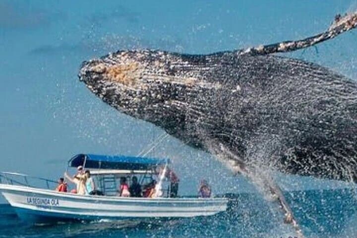 Bacardi Island & Samaná Bay Whale Watching: Full-Day Trip to Cayo Levantado photo 2