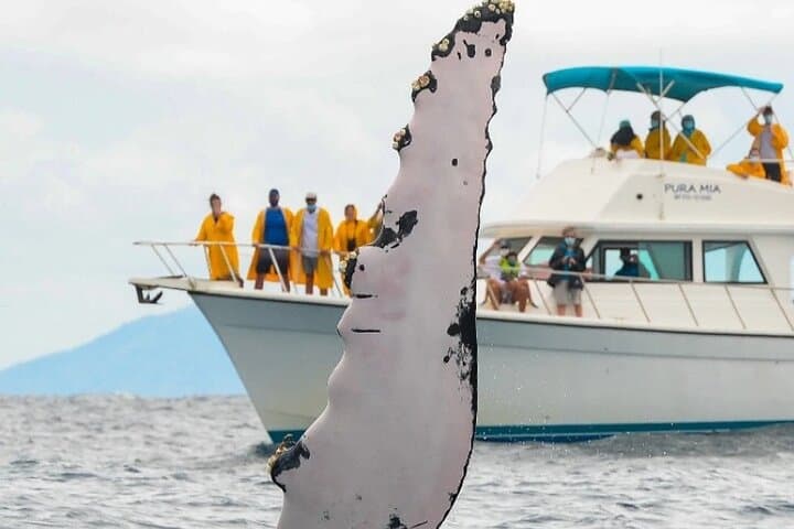 Bacardi Island & Samaná Bay Whale Watching: Full-Day Trip to Cayo Levantado photo 3
