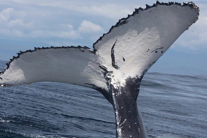 Bacardi Island & Samaná Bay Whale Watching: Full-Day Trip to Cayo Levantado photo 4