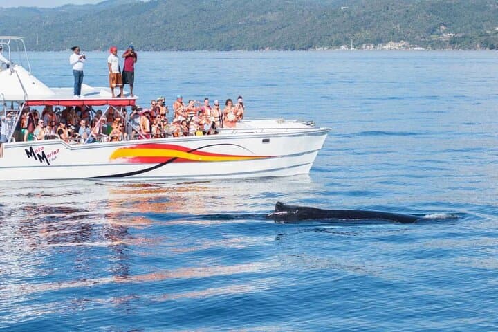 Bacardi Island & Samaná Bay Whale Watching: Full-Day Trip to Cayo Levantado photo 6