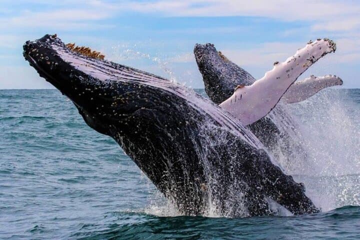 Bacardi Island & Samaná Bay Whale Watching: Full-Day Trip to Cayo Levantado