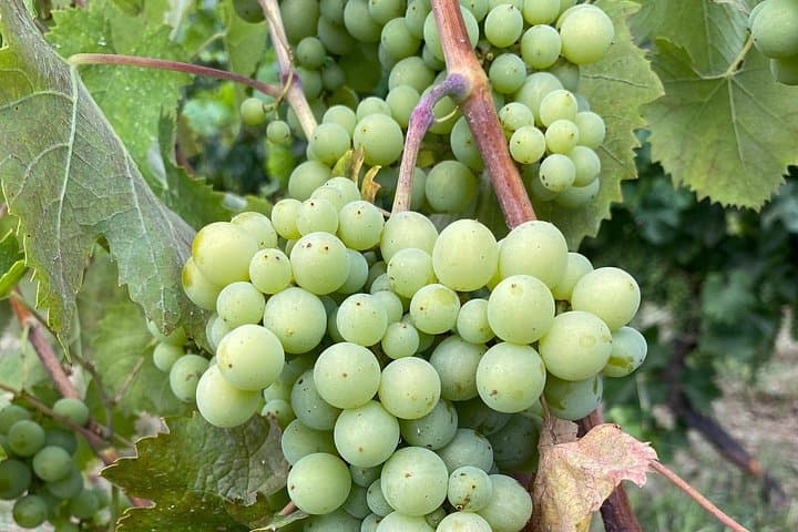 Private Etna Volcano Trek and Wine Tasting — Guided Hike, Lava Cave & Sicilian Lunch photo 1