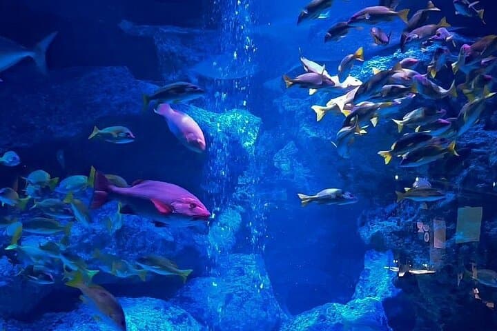 Inside Sumida Aquarium Tokyo: Penguins, Jellyfish, and Skyline Vistas