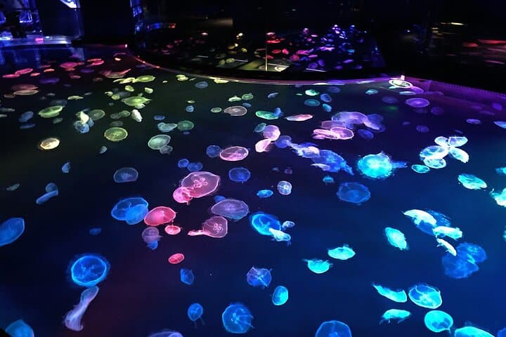 Inside Sumida Aquarium Tokyo: Penguins, Jellyfish, and Skyline Vistas photo 5