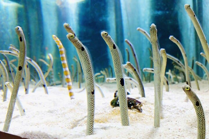 Inside Sumida Aquarium Tokyo: Penguins, Jellyfish, and Skyline Vistas photo 6