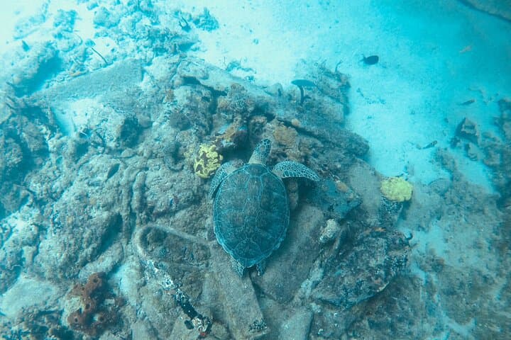 Snorkel with Sea Turtles at Frederiksted: St. Croix Turtle Cove Guide photo 6