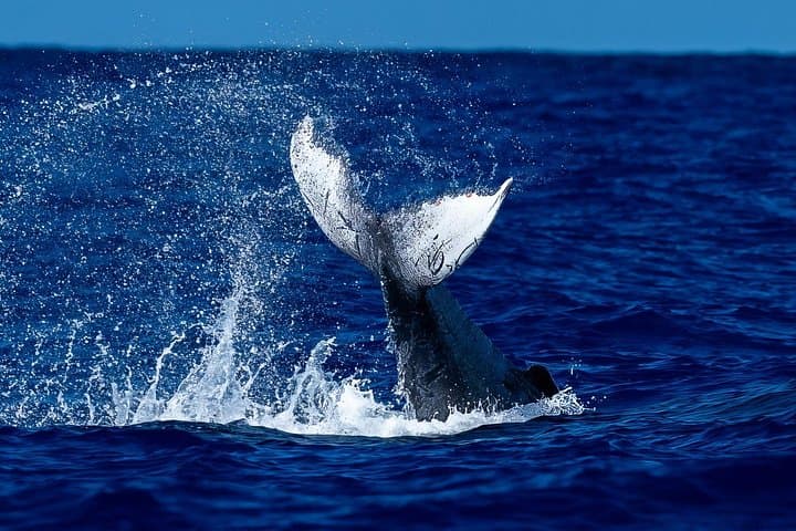 Oahu Whale Watch & Waikiki Sunset Boat Tour — Humpbacks off Waikiki photo 1