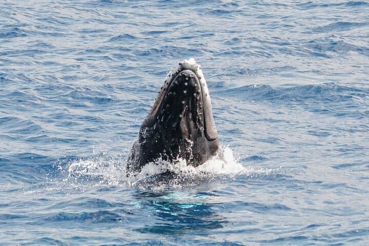 Kona Midday Whale Watching — Humpback Cruises from Honokohau Harbor photo 3