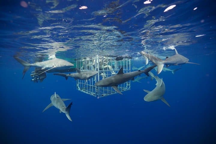 Shark Cage Diving on Oahu's North Shore with Local Hawaiian Watermen photo 1
