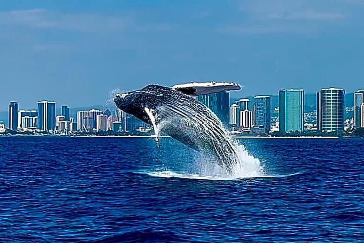 Oahu Whale Watch & Waikiki Sunset Boat Tour — Humpbacks off Waikiki photo 2