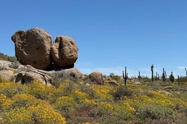 Sonoran Desert Private Guided Hike — 2-Hour Scottsdale Trail Tour photo 6