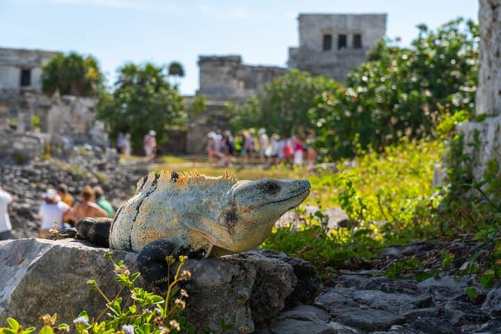 Coba and Tulum Ruins with Cenote Swim — Full-Day Riviera Maya Adventure photo 1