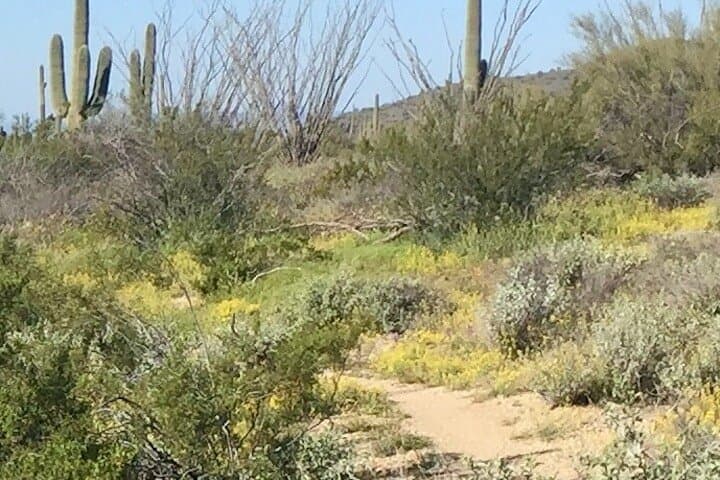 Sonoran Desert Private Guided Hike — 2-Hour Scottsdale Trail Tour photo 5