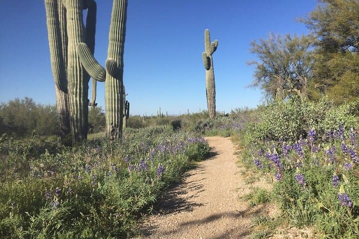 Sonoran Desert Private Guided Hike — 2-Hour Scottsdale Trail Tour