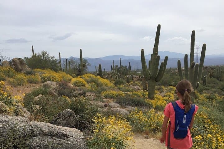 Sonoran Desert Private Guided Hike — 2-Hour Scottsdale Trail Tour photo 2