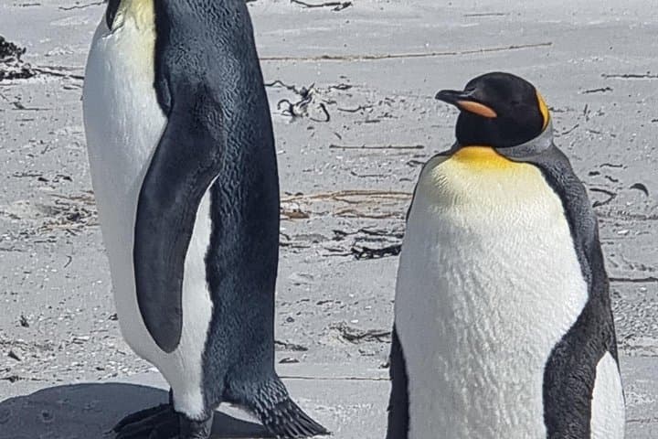 Bertha's Beach & Gypsy Cove Penguin Tour — Falkland Islands Gentoo Encounters photo 4